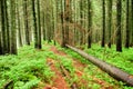 Forest with fallen trees Royalty Free Stock Photo