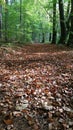 Autumn Fallen Leaves And Forest Path