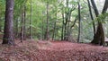 Colorful Fallen Leaves And Trail