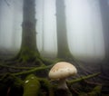 forest fantasy magic mushroom in the grass Royalty Free Stock Photo
