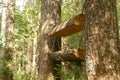 Forest feeder for animals and birds. Nature. The photo