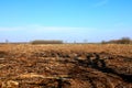 Forest felling. Felling trees. Dead forest.