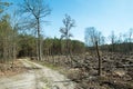 Forest after felling trees