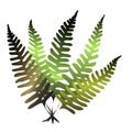 Forest fern