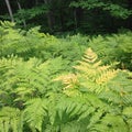 Forest Fern Closeup Royalty Free Stock Photo