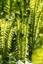 Forest fern Dryopteris filix-mas.