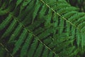 Forest fern leaf background close up, top view Royalty Free Stock Photo