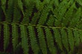 Forest fern leaf background close up, top view Royalty Free Stock Photo