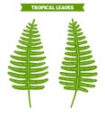 Forest fern leaf clipart. Tropical Palm leaves flat vector botanical illustration