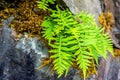 Forest Fern in Rock Crevice Royalty Free Stock Photo
