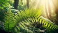 forest fern suitable image full of light