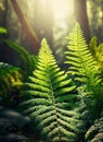 forest fern suitable image full of light