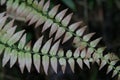 Forest fern in tropical Rainforest in madagascar at Ramanofana National Bioddiversity Park Royalty Free Stock Photo