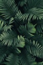 Forest ferns background, dark green leaves texture, low light plants pattern Royalty Free Stock Photo