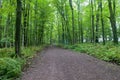 Forest and Ferns in Jay Cooke Royalty Free Stock Photo