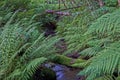 Forest Ferns River Royalty Free Stock Photo
