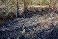 Forest and field fire. Dry grass burns, natural disaster Royalty Free Stock Photo