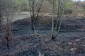 Forest and field fire. Dry grass burns, natural disaster Royalty Free Stock Photo