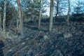 Forest and field fire. Dry grass burns, natural disaster Royalty Free Stock Photo