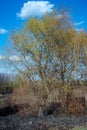 Forest and field fire. Dry grass burns, natural disaster Royalty Free Stock Photo