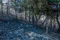 Forest and field fire. Dry grass burns, natural disaster Royalty Free Stock Photo