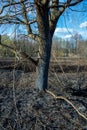 Forest and field fire. Dry grass burns, natural disaster Royalty Free Stock Photo