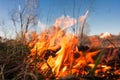 Forest or field fire. tree is burned to the ground a lot of fire when vildfire Royalty Free Stock Photo
