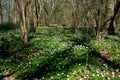 Forest filled with anemone flowers