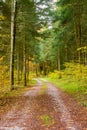 a forest filled with lots of trees and yellow leaves on the ground and a forest floor covered in green and yellow leaves