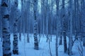 A forest filled with numerous towering trees covered in a thick layer of snow, A bare, snowy birch forest in twilight, AI Royalty Free Stock Photo