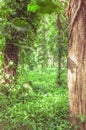 Forest filled with trees and green vegetation all around Royalty Free Stock Photo