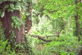 Forest filled with trees and green vegetation all around Royalty Free Stock Photo