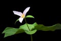 Close up of Trillium plant Royalty Free Stock Photo