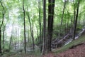 Forest with fine drizzling rain Royalty Free Stock Photo