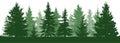 Forest fir trees silhouette. Coniferous green spruce.