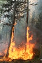 Forest fire Royalty Free Stock Photo