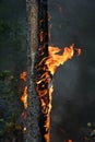 Forest fire Royalty Free Stock Photo