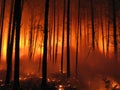 Forest fire Royalty Free Stock Photo