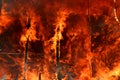 Forest Fire Royalty Free Stock Photo