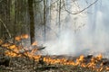 Forest fire Royalty Free Stock Photo