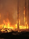 Forest fire Royalty Free Stock Photo