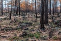 Forest after a fire  in Aershan, Inner Mongolia, China Royalty Free Stock Photo