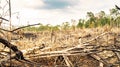 Forest fire aftermath, Borneo, Indonesia.
