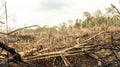 Forest fire aftermath, Borneo, Indonesia.