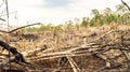 Forest fire aftermath, Borneo, Indonesia.