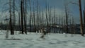 Forest fire aftermath, burnt charred trees in USA. Black dry burned scorched coniferous woodland after conflagration