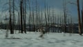 Forest fire aftermath, burnt charred trees in USA. Black dry burned scorched coniferous woodland after conflagration Royalty Free Stock Photo