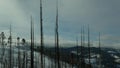 Forest fire aftermath, burnt charred trees in USA. Black dry burned scorched coniferous woodland after conflagration