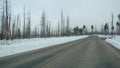 Forest fire aftermath, burnt charred trees in USA. Black dry burned scorched coniferous woodland after conflagration Royalty Free Stock Photo