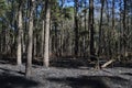 Forest fire Royalty Free Stock Photo